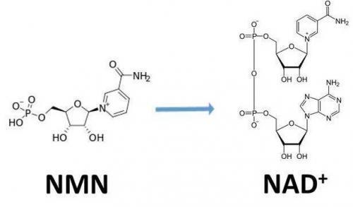 從生物學(xué)角度看NMN:為何能延緩衰老和提高免疫力？