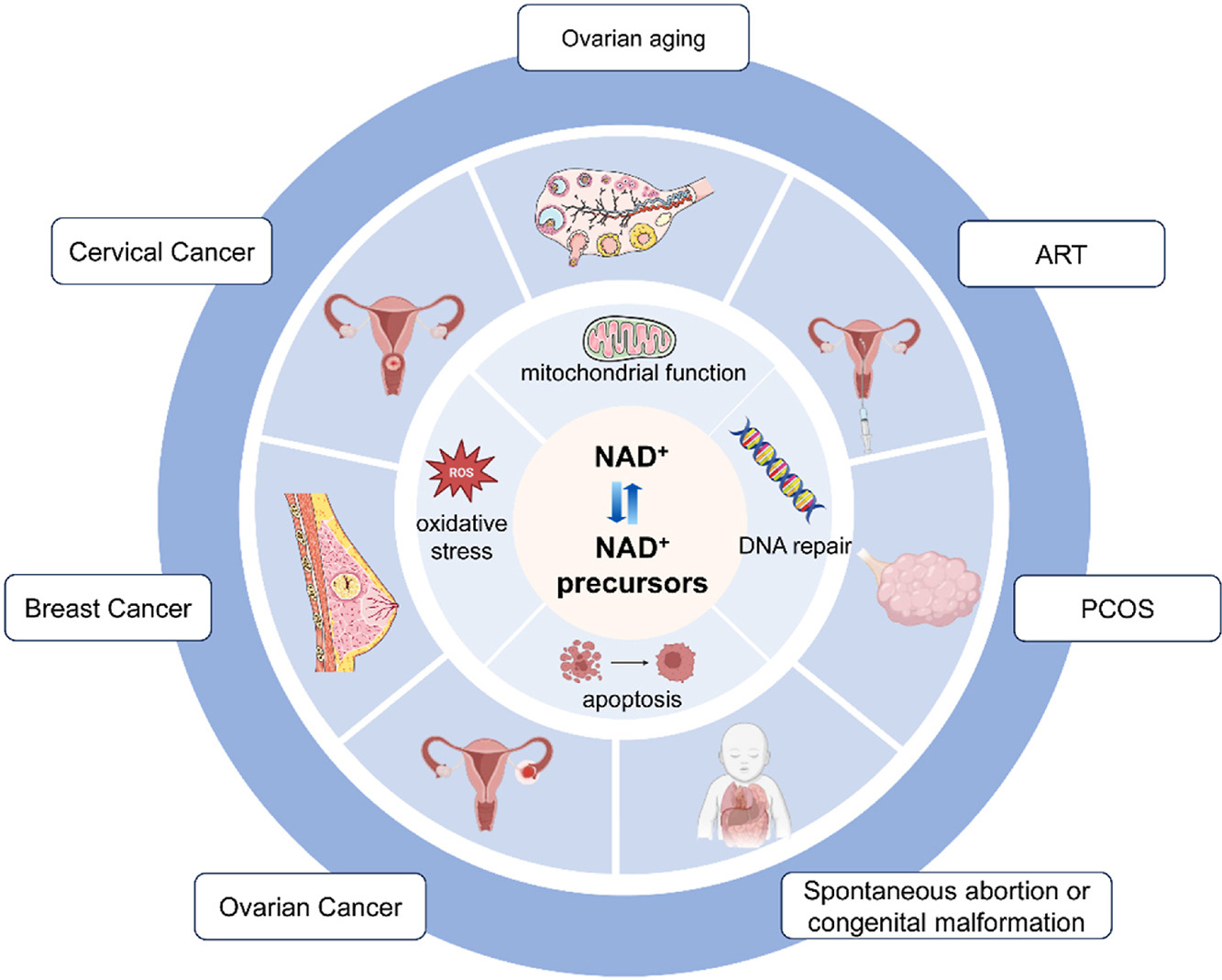 NAD+水平在卵巢和子宮等生殖器官中降低