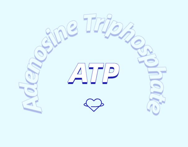 ATP 補充劑有什么作用？